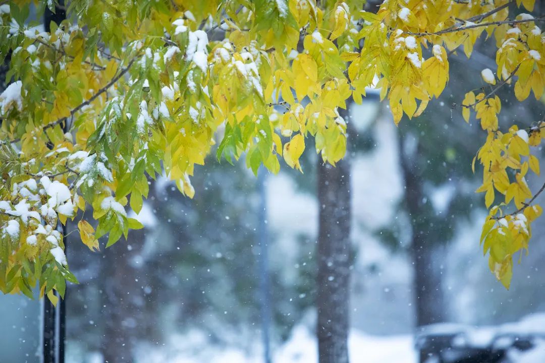 今日小雪